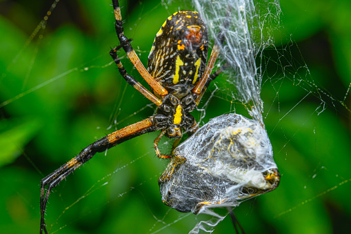 Spider Eating Lightning Bug