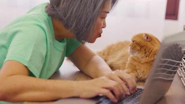 Asian senior elderly woman working on laptop computer with domestic cat at home. Mature older female owner sitting on table, feel happy and relax while spend leisure time with pet animal in bedroom.