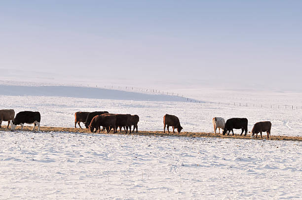 istock Grazing cattle in winter in Alberta, Canada 170146551