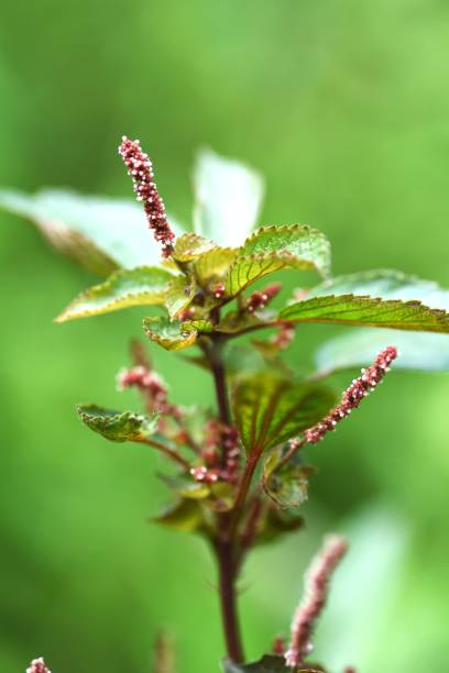 istock Acalypha australis ( Australian acalypha ) flowers. Euphorbiaceae annual plant. 1701468112