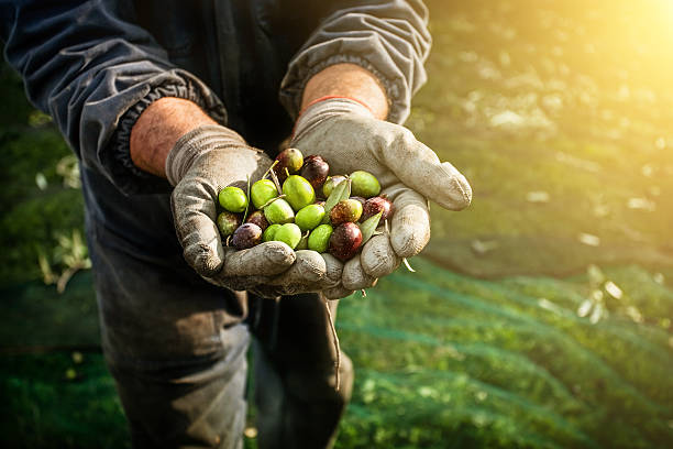 Olives harvesting Olives harvesting in Italy. Different kind of olive fruit in the hands of a farmhand labourer olive fruit stock pictures, royalty-free photos & images