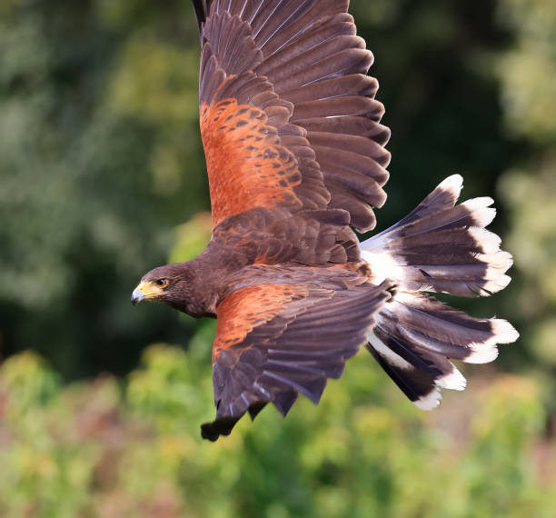 istock Harris's hawk flying on the green background 1701469671