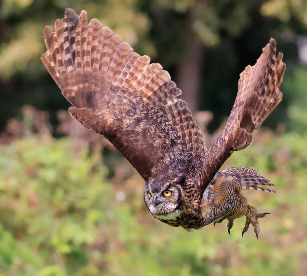 istock Great-horned owl flying in the forest on green background, Quebec 1701469676