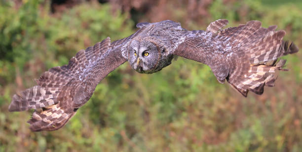 istock Great Grey Owl flying in the forest, Quebec 1701469677