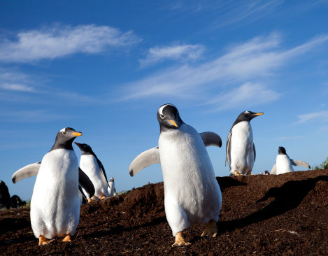 Gentoo Penguins (Pygoscelis papua) on Sea Lion Island, part of the Falkland Islands.