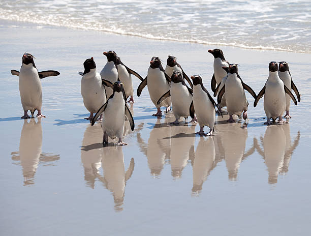 istock Penguin Reflections, Falkland Islands 170147210
