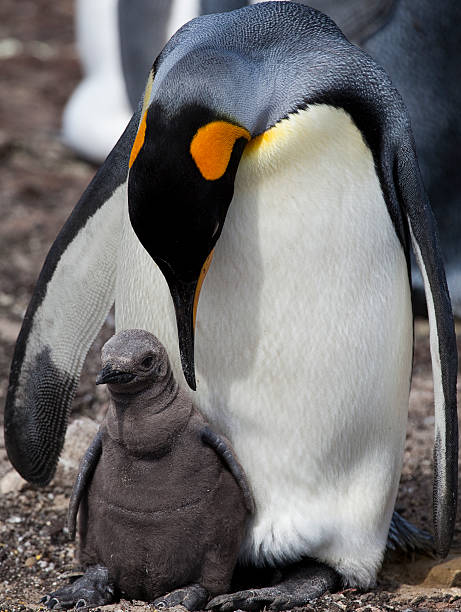 king pinguim com chick, ilhas falkland (malvinas) - pinguim de schlegel - fotografias e filmes do acervo