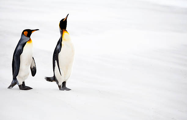istock King Penguins, Falkland Islands 170147263