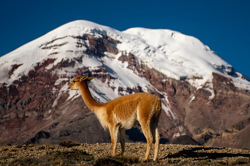 Vicuna, andean camelid, posing in front of Chimborazo volcano in the Ecuadorian Andes.
