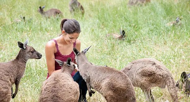 Lucky shot of a beautiful woman sitting out in the meadows in Australia feeding wild Kangaroos in their natural habitat. Nikon D3X. Converted from RAW. Panoramic crop.