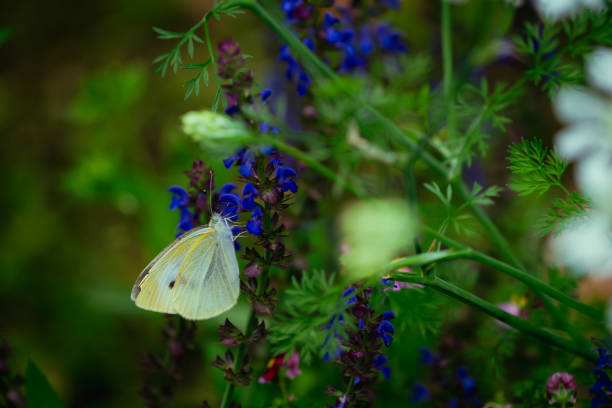 Butterfly with Nepeta faassenii at the garden in spring, May 2023 Butterfly with Nepeta faassenii at the garden in spring, May 2023 nepeta faassenii stock pictures, royalty-free photos & images