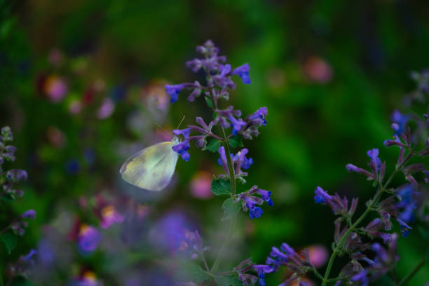 Butterfly with Nepeta faassenii at the garden in spring, May 2023 Butterfly with Nepeta faassenii at the garden in spring, May 2023 nepeta faassenii stock pictures, royalty-free photos & images