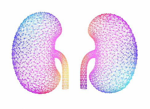 3D illustration of human kidneys with colorful