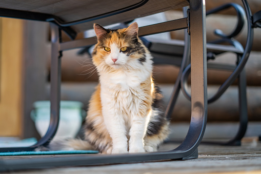 Longhaired calico cat outside on the balcony porch