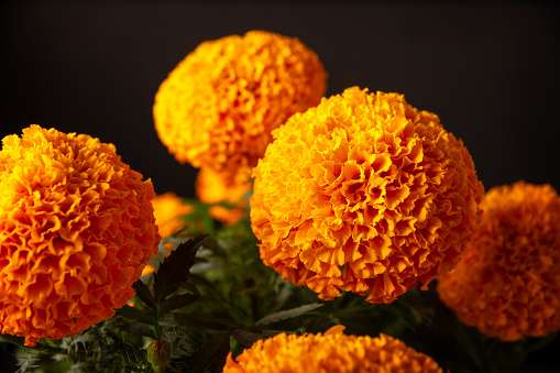 Closeup of Cempasuchil orange flowers or Marigold. (Tagetes erecta) Traditionally used in altars for the celebration of the day of the dead in Mexico