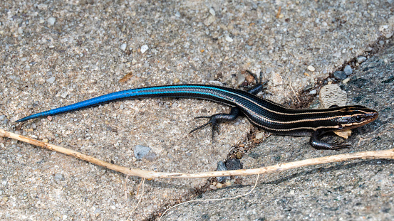 Close up of juvenile American five-lined skink, Plestiodon fasciatus, with bright blue tail sitting on a rocky ledge. Glen Echo, Maryland, USA.