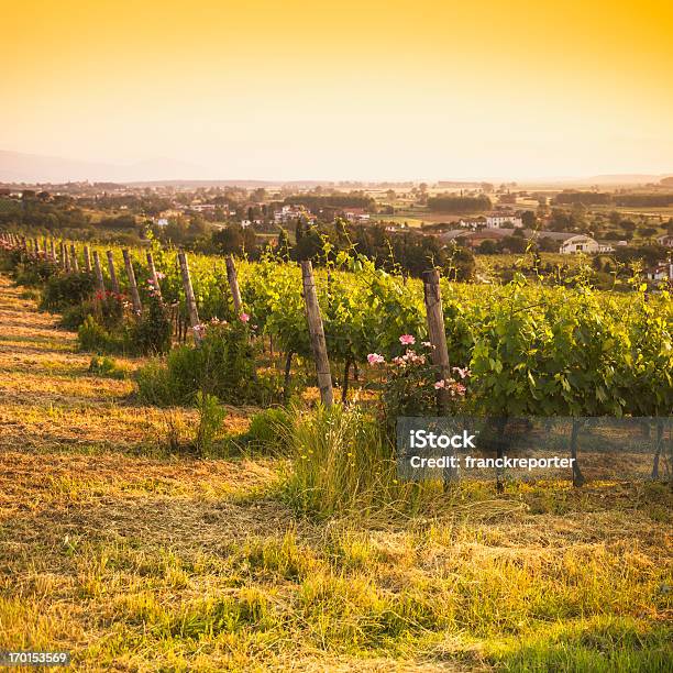 Vigneto Nella Regione Del Chianti Hillsitalia - Fotografie stock e altre immagini di Agricoltura - Agricoltura, Ambientazione esterna, Arancione