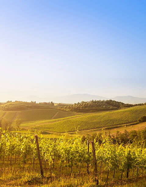 vigneto nella regione del chianti hills-italia - vineyard sonoma county california panoramic foto e immagini stock