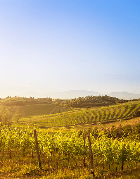 ブドウの産地キャンティ地域ヒルズイタリア - vineyard panoramic napa valley california ストックフォトと画像