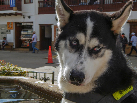 Sad face of a Husky Dog