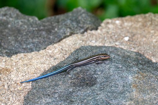 Close up of juvenile American five-lined skink, Plestiodon fasciatus, with bright blue tail sitting on a rocky ledge. Glen Echo, Maryland, USA.