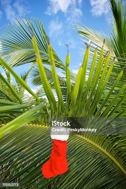 Tropical Christmas Stocking Hanging From Palm Trees Stock Photo - Download Image Now