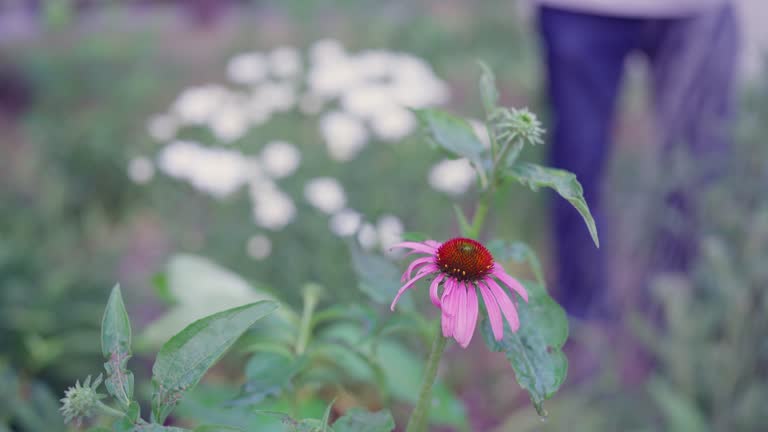 Watering Purple Cone Flower