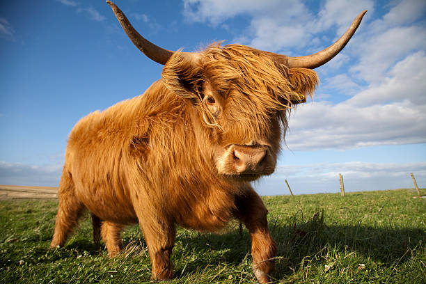 istock Highland Cow, Scotland 170155802