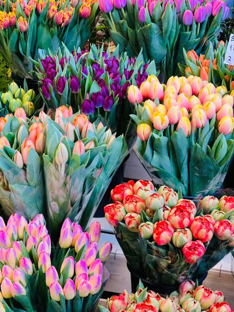 istock BOUQUETS of Tulips 1701558248