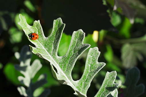 Red ladybug on the leaf of Jacobaea maritima