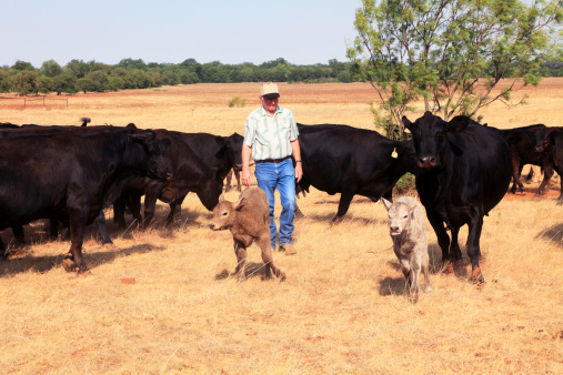 Oklahoma farmer walking among his Angus and Charolais cattle in a pasture of dead grass caused by drought. Cattle are eating feed he has just put out.