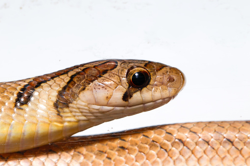 Snake on white background, Close up Banded kukri snake ( Oligodon fasciolatus ) isolated on white background, Macro photography.