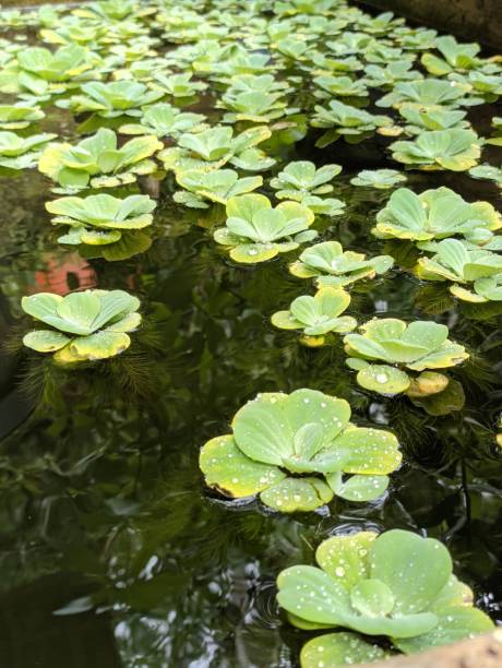 istock Aquatic plants with cute and beautiful leaves 1701574192