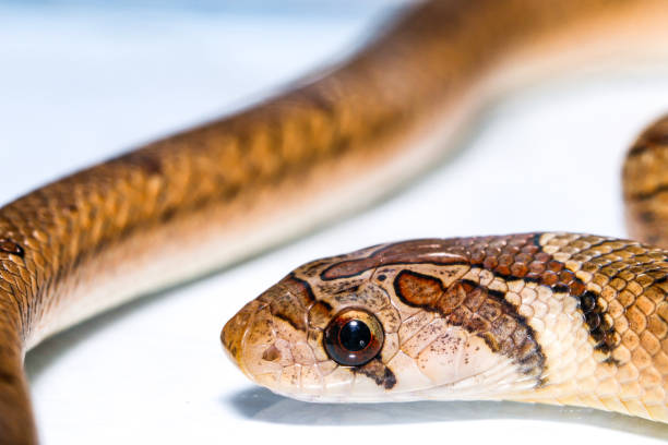 istock Snake on white background, Close up Banded kukri snake ( Oligodon fasciolatus ) isolated on white background, Macro photography. 1701574196