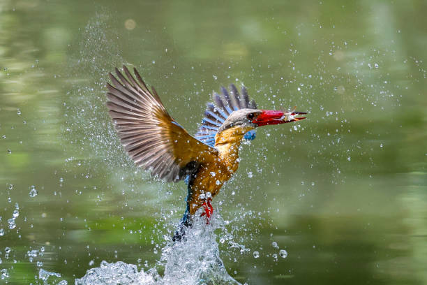istock Stork-billed Kingfisher diving to catch fish in pond 1701575295