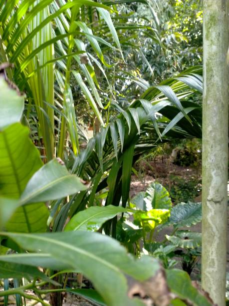 istock Green plants in the village, tree,  leafs 1701587581