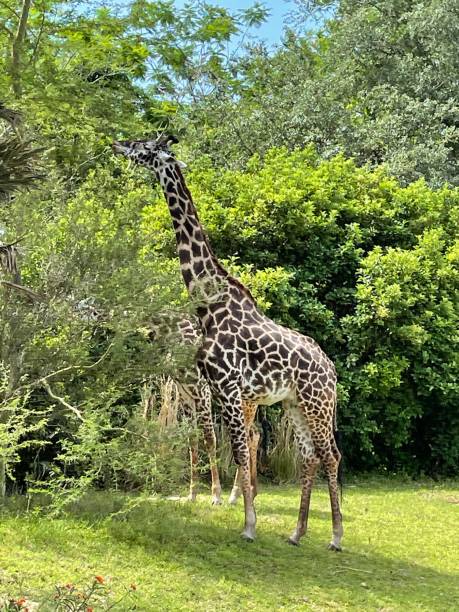 istock Giraffe eating in the park 1701593361