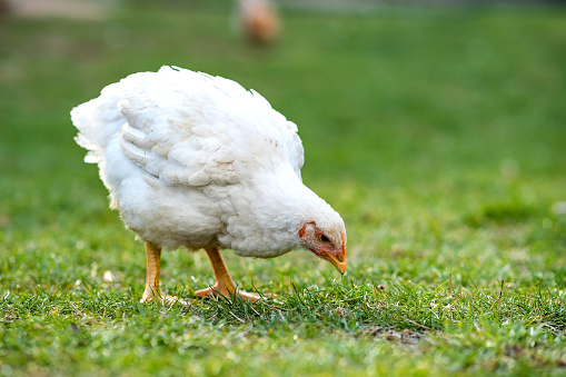 A close up of a white free-range chicken.