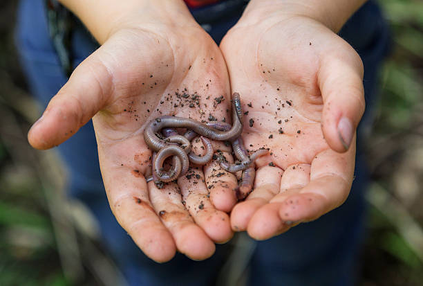 Handful of earthworms. A young boy has been digging in the garden and found several earthworms. earthworm photos stock pictures, royalty-free photos & images