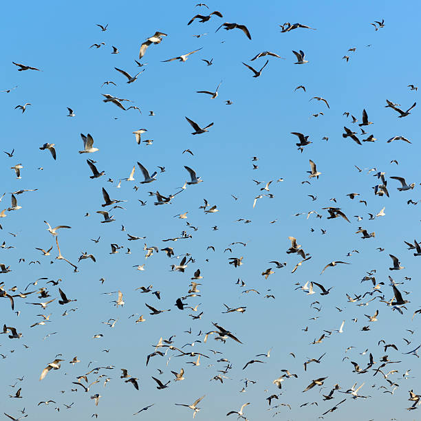 istock Flock of Seagulls 170160298