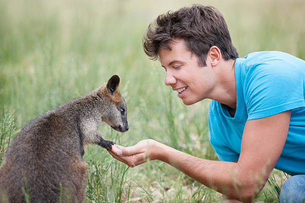 Man sitting out in the meadows in Australia's Outback feeding wild Kangaroos. Beautiful natural interaction. This is the only place on earth where you can get so close to kangaroos in their natural habitat. Nikon D3X. Converted from RAW.