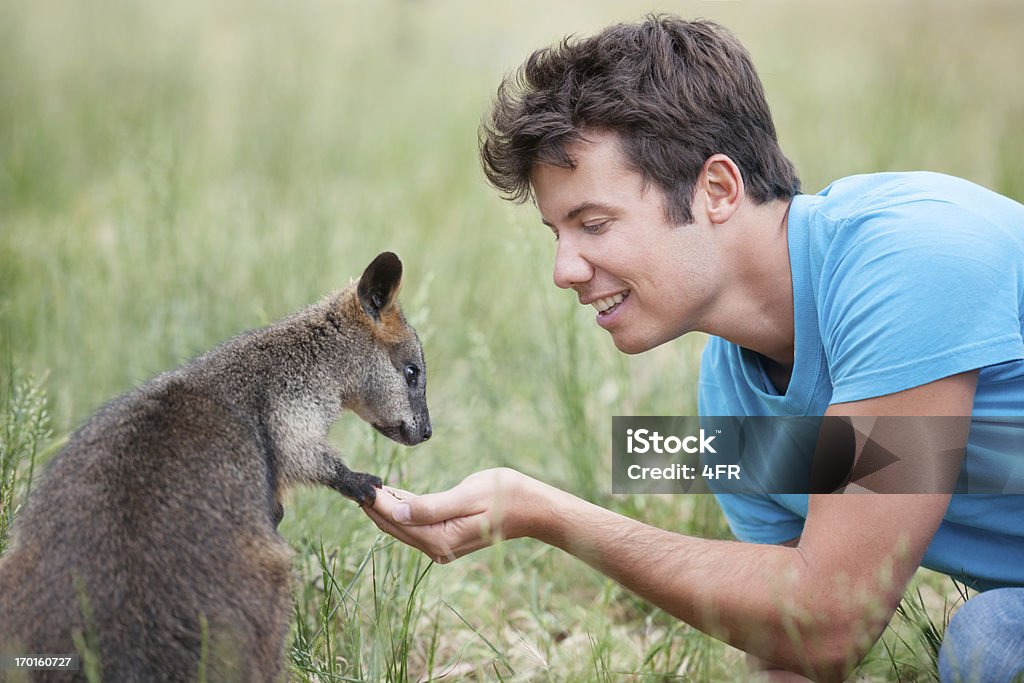 Man feeding Wallaby in Wildlife, Outback Australia Man sitting out in the meadows in Australia's Outback feeding wild Kangaroos. Beautiful natural interaction. This is the only place on earth where you can get so close to kangaroos in their natural habitat. Nikon D3X. Converted from RAW. Australia Stock Photo