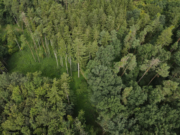 istock Aerial view of pine trees in the forest 1701607323