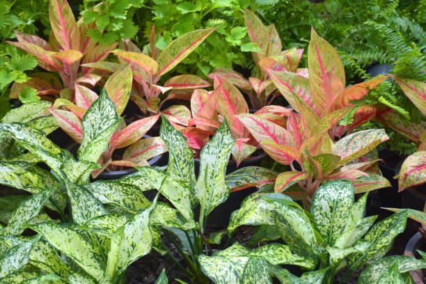 istock Decorative design garden beauty nature 1701610098
