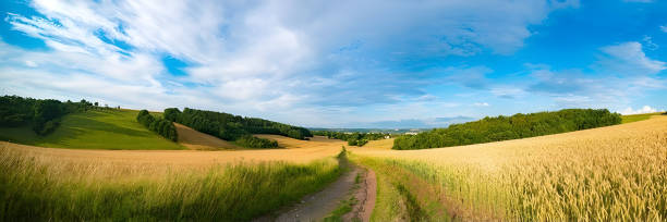 панорама пшеничного поля утром в канзасе - kansas wheat bread midwest usa стоковые фото и изображения