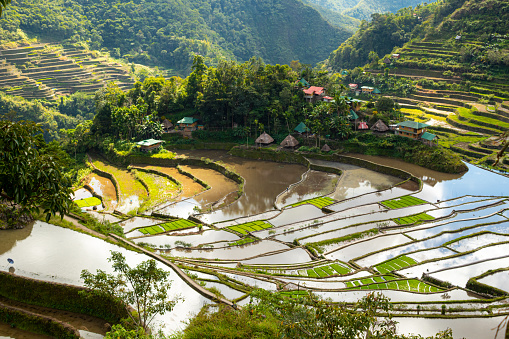 Batad Rice terraces, Banaue, Ifugao, Philippines. Close up image with copy space for text, sky reflection in water