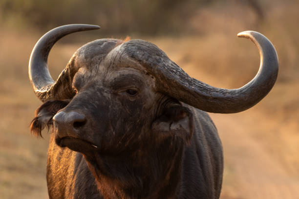 Buffalo at Welgevonden