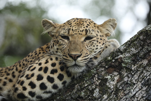 Leopard at Siviti Game Lodge