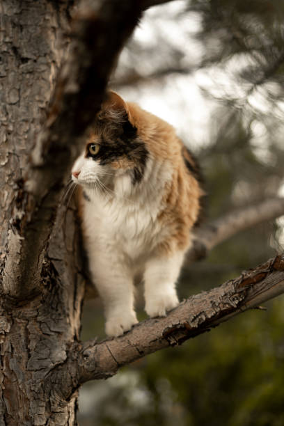 istock Very Fluffy Calico Barn Farm Cat in Pine Tree 1701629987