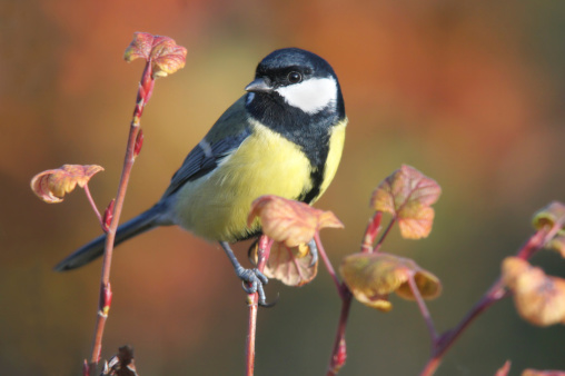 Great tit wiht fall colors.